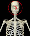 XML Skeleton